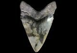 Serrated, Fossil Megalodon Tooth - Georgia #74490-1